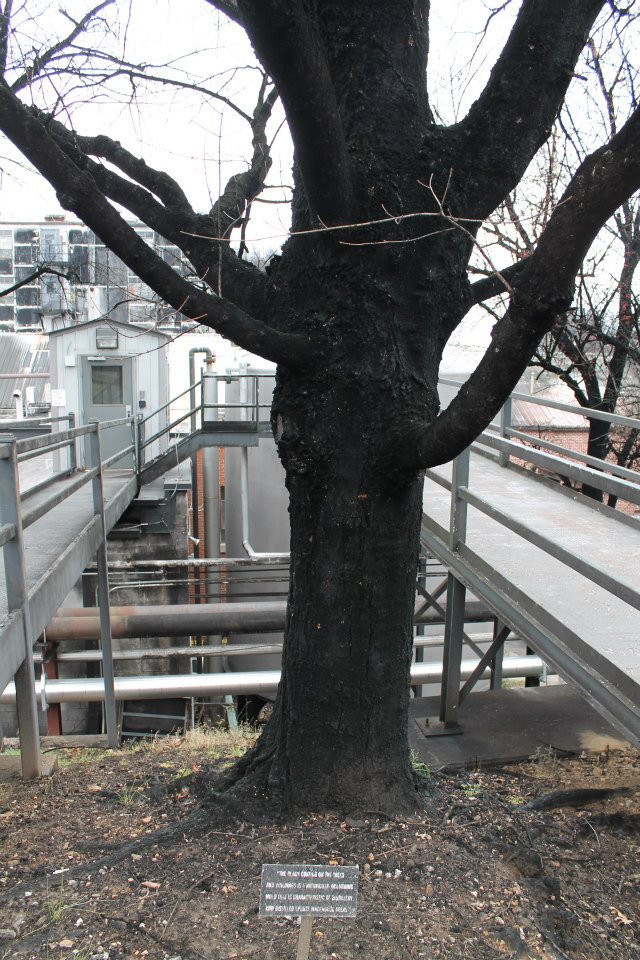 543152_500984159937672_1012594457_n