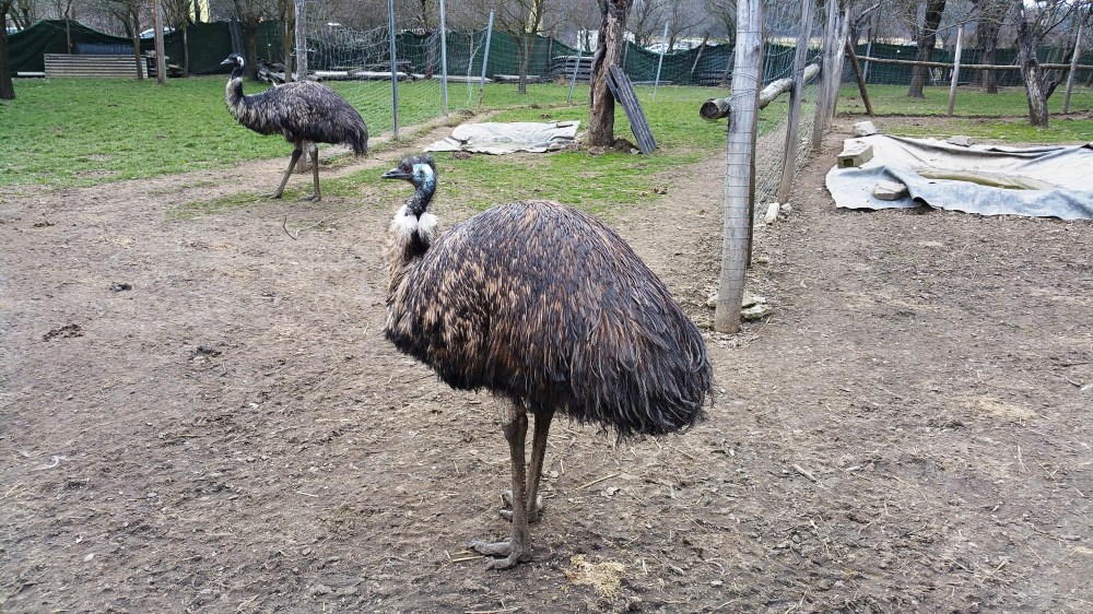 Straußenland 
