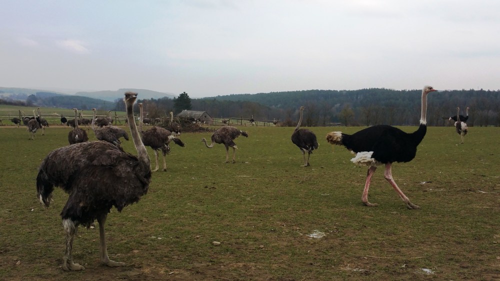 Straußenland