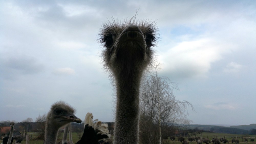Straußenland